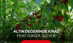Altın değerinde kiraz! 3 bin TL yevmiyeye rağmen işçi bulunamıyor...