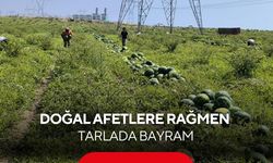 Aşırı yağışların verimi etkilediği karpuzda bereketli hasat