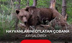 Çobana ayı saldırdı: İmdadına Kangallar yetişti