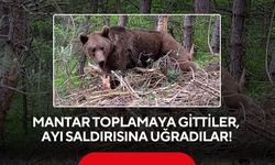 Mantar toplamaya gittiler, ayı saldırısına uğradılar! 3 yaralı