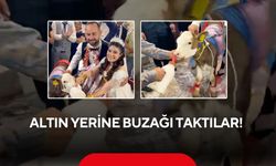 Altın yerine buzağı taktılar! Manisa'daki düğün gündem oldu