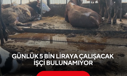 Besiciler çaresiz, sektörde büyük kriz kapıda... Günlük 5 bin liraya çalışacak işçi bulunamıyor
