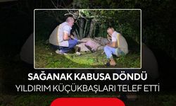 Bursa’da yıldırım dehşeti! Ağacın altındaki 6 hayvan telef oldu...