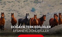 Burunlarıyla karı delip besleniyorlar... Yaylaların gizli kahramanları...