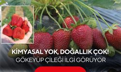 Salihli’nin organik çileği ilgi odağı oldu: Gökeyüp’te doğal hasat