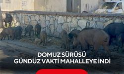 Domuz sürüsü gündüz vakti mahalleye indi
