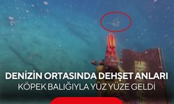 Denizin ortasında dehşet anları! Köpek balığını zıpkınla korkutmaya çalıştı...
