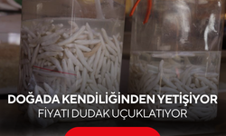 Doğada kendiliğinden yetişiyor... Altınla yarışıyor, tanesi 50 TL!