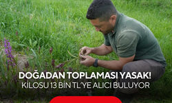 Doğadan toplaması yasak! Kilosu 13 bin TL’ye alıcı buluyor