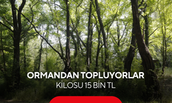 Dünyada sadece 3 bölgede yetişiyor, biri Türkiye'de! Kilosu 15 bin TL