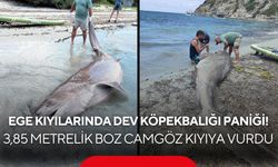 Ege kıyılarında dev köpekbalığı paniği! 3,85 metrelik boz camgöz kıyıya vurdu