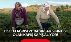 Eklem ağrısı ve bağırsak sıkıntısı olan kapış kapış alıyor! Hasat resmen başladı