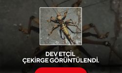 Dev etçil çekirge görüntülendi