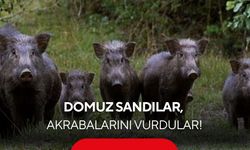 Av faciası: Domuz sandılar, akrabalarını vurdular!