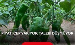 350 liralık biber yok satıyor! Coğrafi işaretli emcelli biberine yoğun ilgi...