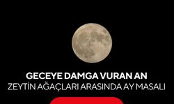 Geceye damga vuran an! Zeytin ağaçları arasında ay masalı...