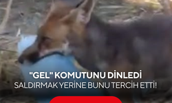 "Gel" komutunu dinledi, saldırmak yerine bunu tercih etti!