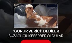 Görenleri duygulandıran manzara! Buzağıyı bagajda veterinere götürdü...