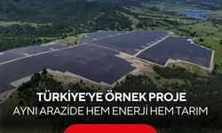 Güneş panellerinin altında hasat! Çiftçiye yeni üretim modeli...