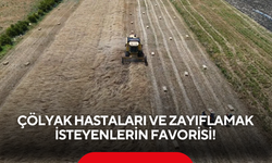 Hem sağlığa faydalı hem kapış kapış gidiyor! Hasadı başladı, tarlada kilosu 100 lira