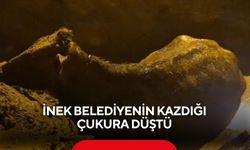 İnek belediyenin kazdığı çukura düştü