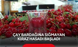 Kirazda dev sezon! Bardağa girmiyor, fiyatı dudak uçuklatıyor...