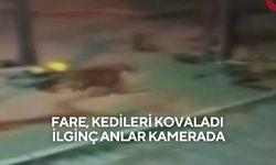 Fare, kedileri kovaladı: İlginç anlar kamerada