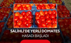 Salihli’de yerli domates hasadı başladı