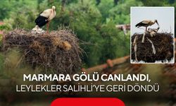 Marmara Gölü canlandı, yüzlerce leylek Salihli’ye geri döndü