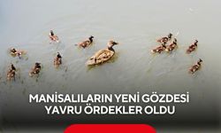 Manisalıların yeni gözdesi yavru ördekler oldu