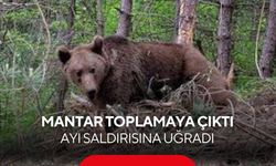 Mantar toplamaya çıktı, ayının saldırısına uğradı