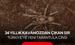 Müze raflarında saklı kalmış... Türkiye’ye yeni tarantula cinsi!