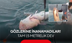 Oltayı çekerken gözlerine inanamadılar! Tam 1,5 metrelik dev