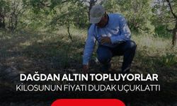 Saatlerce arıyorlar, servet kazanıyorlar... Kilosunun fiyatı dudak uçuklattı
