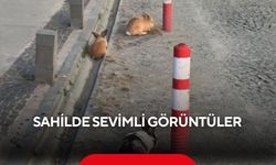 Sabah yürüyüşüne çıkanlar sahilde tavşanlarla karşılaştı...