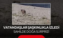 Sahilde şaşırtan görüntü! Aç kalan yaban domuzu kıyıda dolaştı..