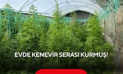 Özel düzenek kurmuş! Evde Hint Keneviri yetiştirirken yakalandı