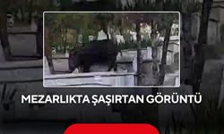 Mezarlıkta şaşırtan görüntü! Yaban domuzu mezarların üzerinde otladı