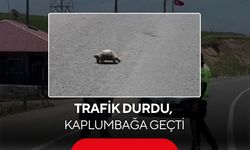 Polis, kaplumbağa için trafiği durdurdu! O anlar büyük beğeni topladı