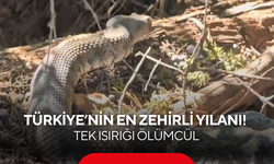 Türkiye’nin en zehirli yılanı kamerada! Tek ısırığı ölümcül