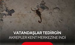 Vatandaş tedirgin! Kentin birçok farklı noktalarında akrepler görülüyor...