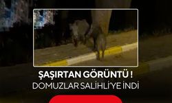 Salihli’de şaşırtan görüntü: Yiyecek arayan domuzlar Salihli’ye indi