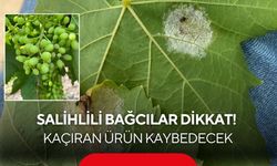 Salihlili bağcılar dikkat! Kaçıran ürün kaybedecek