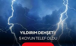 Yıldırım dehşeti! 5 koyun telef oldu