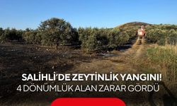 Salihli’de zeytinlik yangını! 4 dönümlük alan zarar gördü