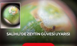 Salihli'de zeytin güvesi uyarısı: İlaçlama tarihleri açıklandı