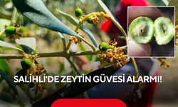 Salihli'de Zeytin Güvesi alarmı!
