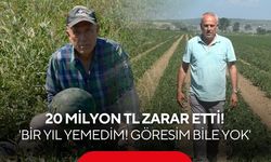 500 dönümde üretti, 3 bin 500 ton karpuz tarlada çürüdü!
