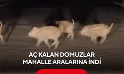 Aç kalan domuzlar mahalle aralarına indi... O Anlar Kameraya böyle yansıdı!