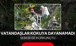 İncir ağacında korkunç manzara! Gelen koku gerçeği ortaya çıkardı..
